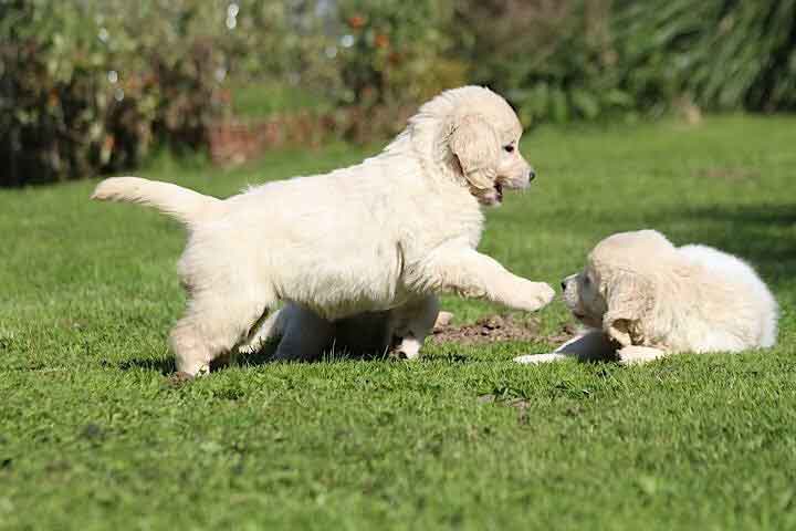 Index of /golden-retriever/BB de ItsYou et Leo Index of /golden-retriever/BB de ItsYou et Leo